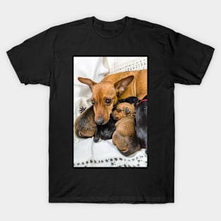 Red Miniature Pinscher mother with puppies T-Shirt